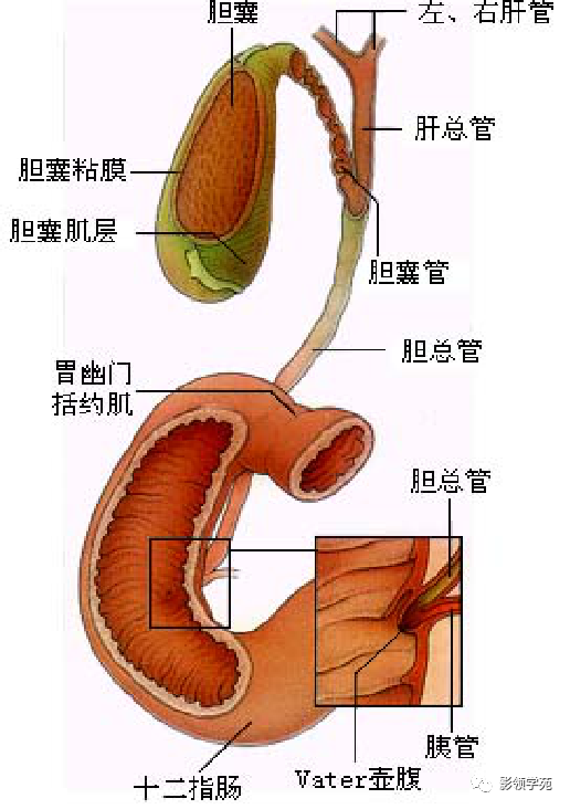 影像PPT - 胆管解剖、变异及先天性胆管扩张症-3 影像PPT - 胆管解剖、变异及先天性胆管扩张症-3