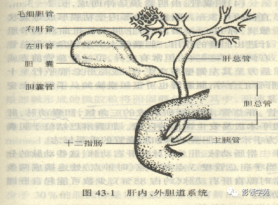 影像PPT - 胆管解剖、变异及先天性胆管扩张症-2 影像PPT - 胆管解剖、变异及先天性胆管扩张症-2