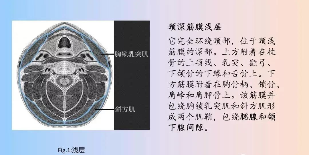 影像PPT - 【PPT】颈深部间隙感染的CT成像-9 影像PPT - 【PPT】颈深部间隙感染的CT成像-9