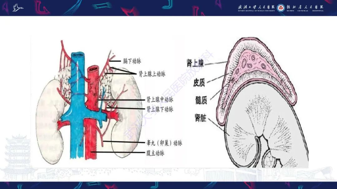影像PPT - 【PPT】肾上腺出血影像诊断-4