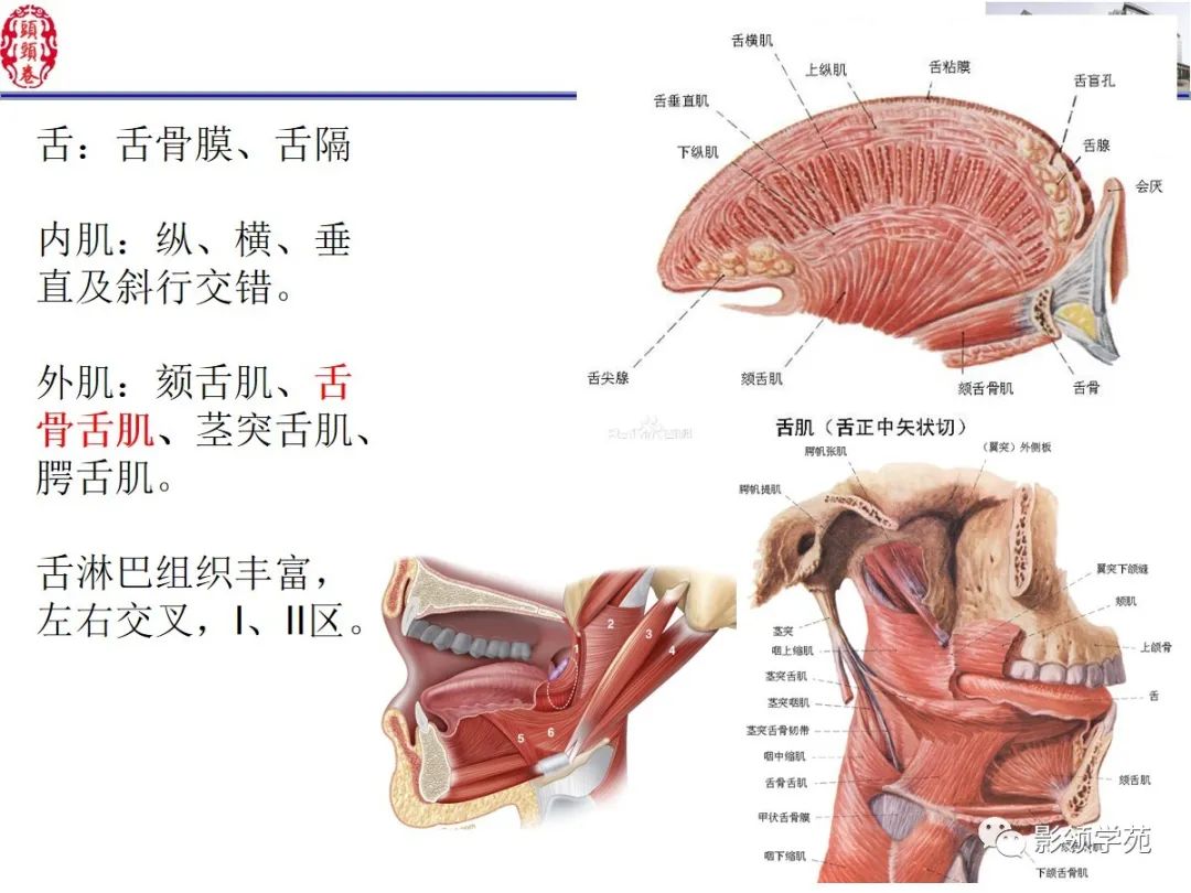 影像PPT - 【PPT】舌、口底影像解剖及常见疾病诊断-6