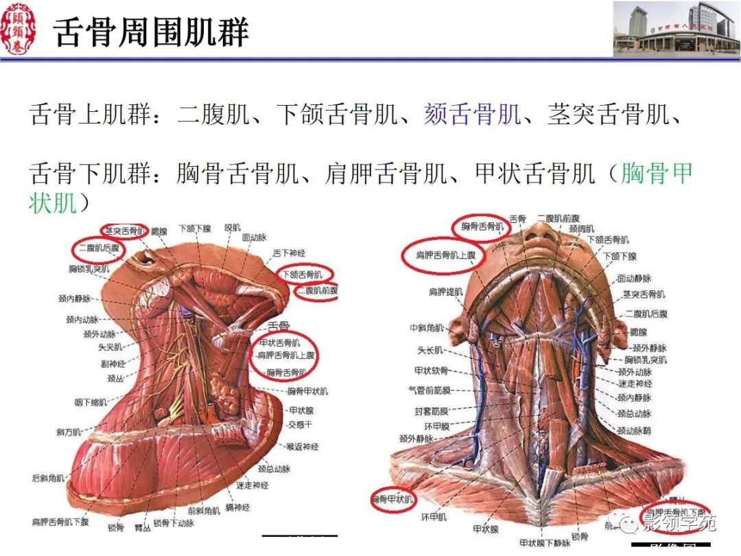 影像PPT - 【PPT】舌、口底影像解剖及常见疾病诊断-7