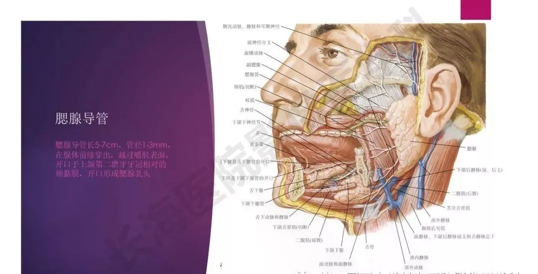 影像PPT - 【PPT】腮腺恶性肿瘤MR表现及鉴别-5