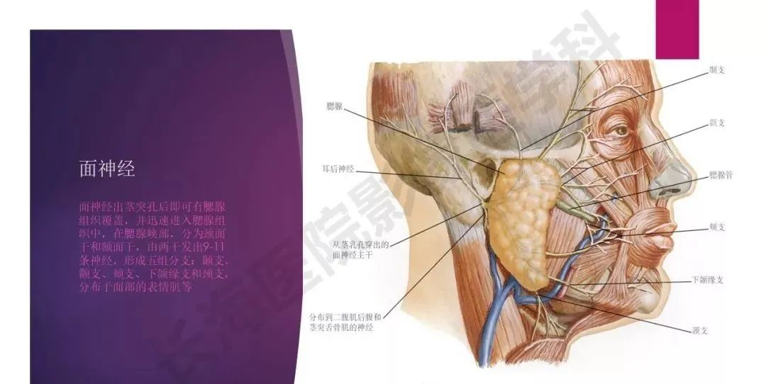 影像PPT - 【PPT】腮腺恶性肿瘤MR表现及鉴别-6