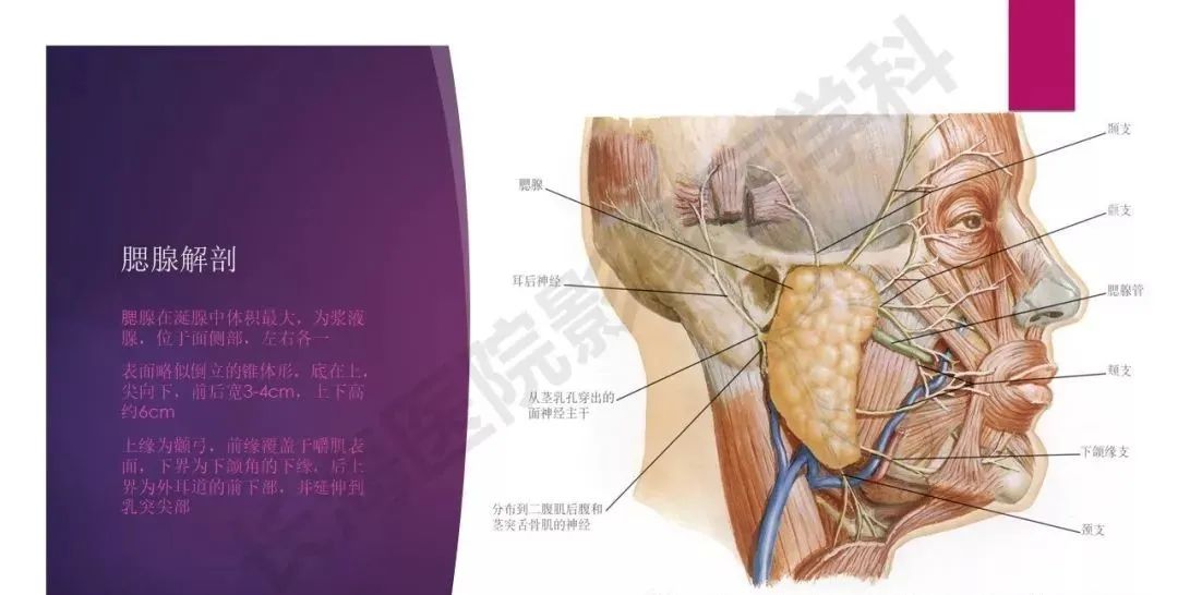 影像PPT - 【PPT】腮腺恶性肿瘤MR表现及鉴别-3