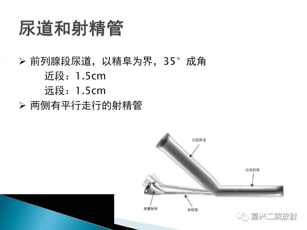 影像PPT - 【PPT】前列腺解剖分区-4