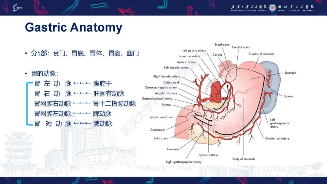 影像PPT - 【PPT】胃癌淋巴引流及TNM分期-5