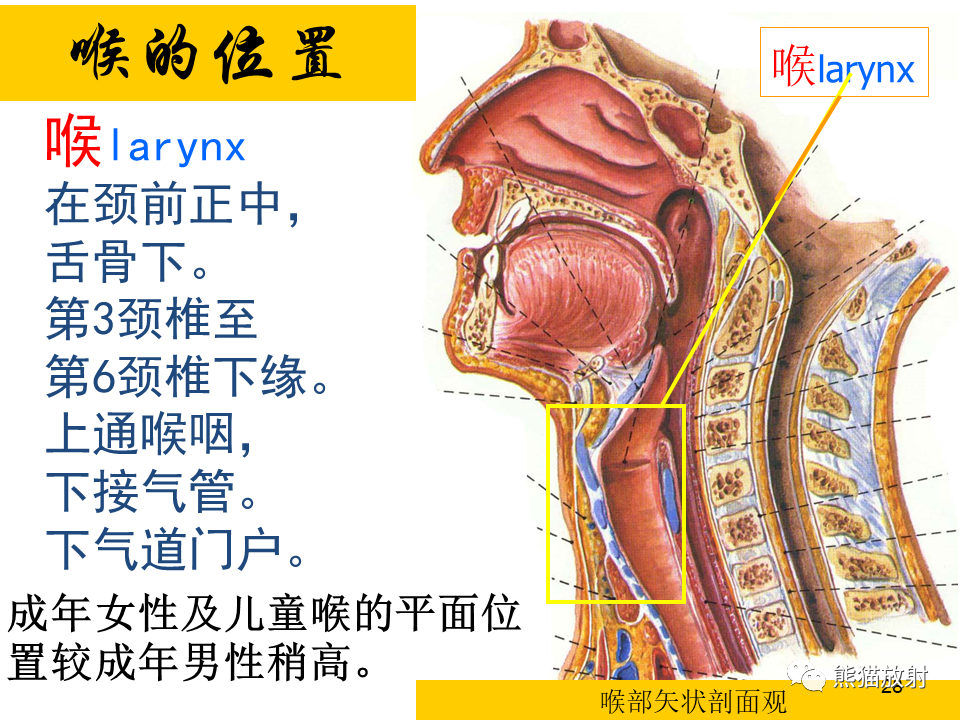 影像PPT - 【病例】喉部髓系肉瘤 VS 喉癌(鳞状细胞癌)-30