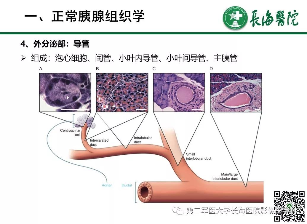 影像PPT - 【PPT】胰腺基本病变：影像与病理-7