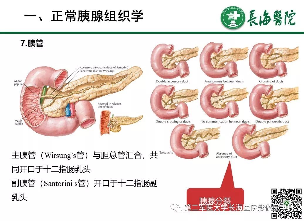 影像PPT - 【PPT】胰腺基本病变：影像与病理-12