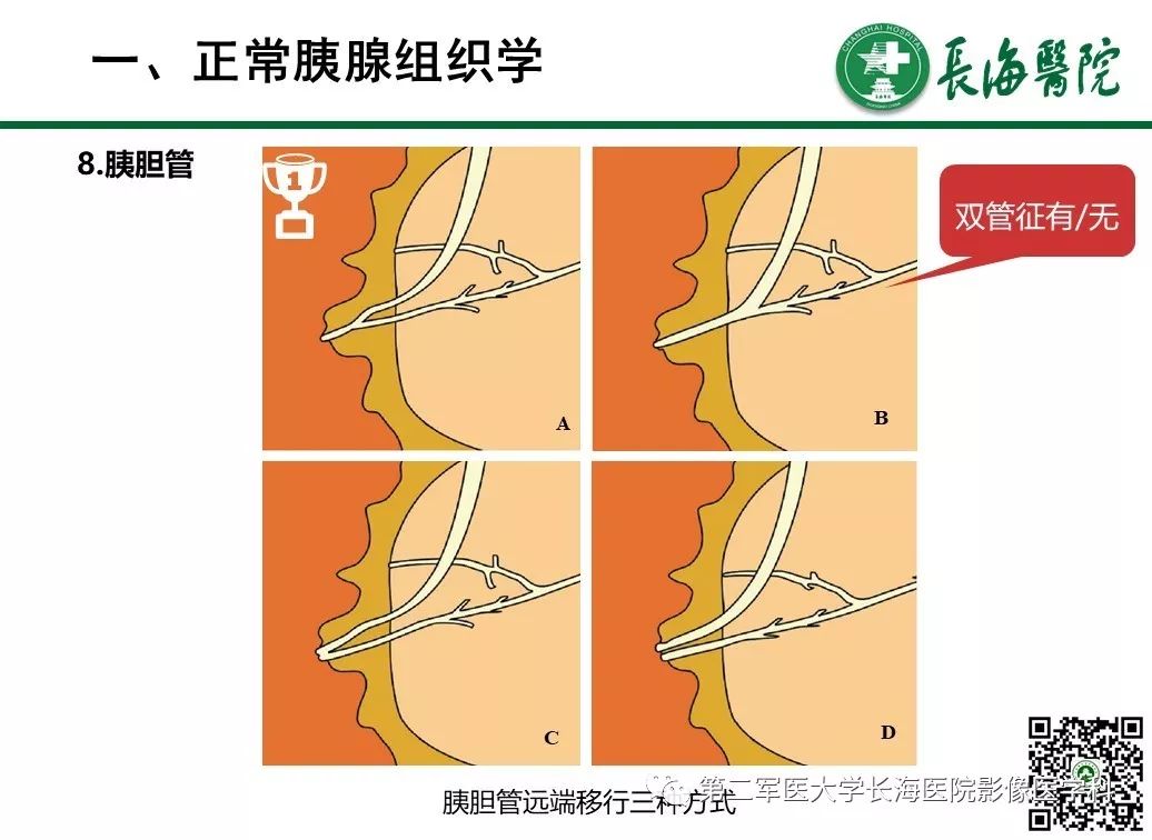 影像PPT - 【PPT】胰腺基本病变：影像与病理-13