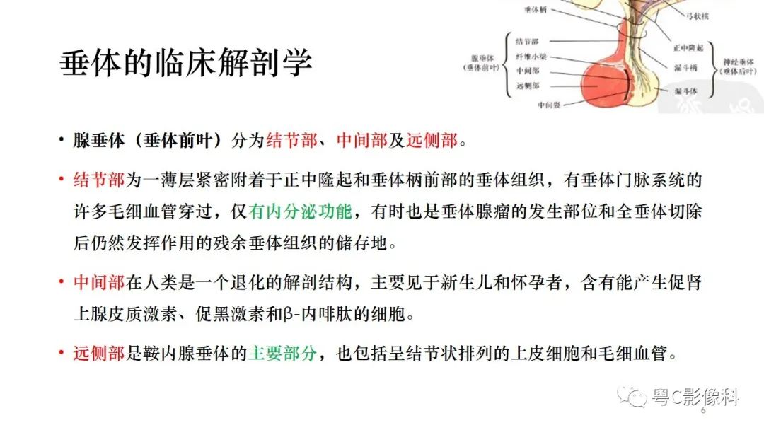影像PPT - 【PPT】垂体的正常MR表现及儿童垂体病变的MR表现-6