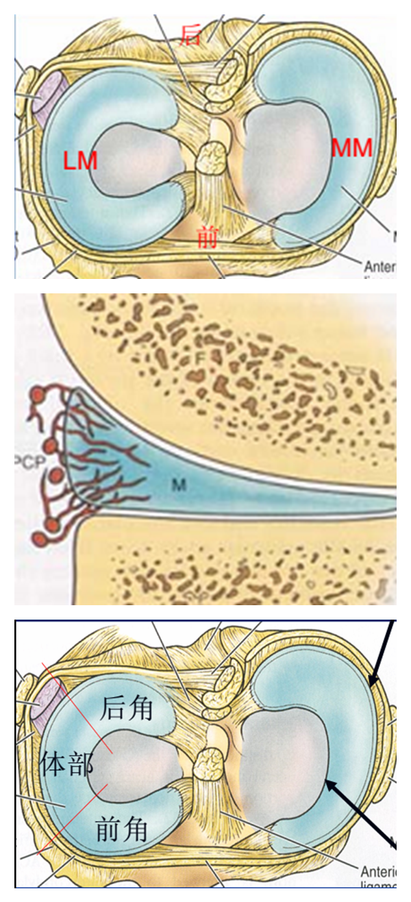 影像PPT - 膝关节半月板病变的 MRI 诊断与鉴别-7 影像PPT - 膝关节半月板病变的 MRI 诊断与鉴别-7