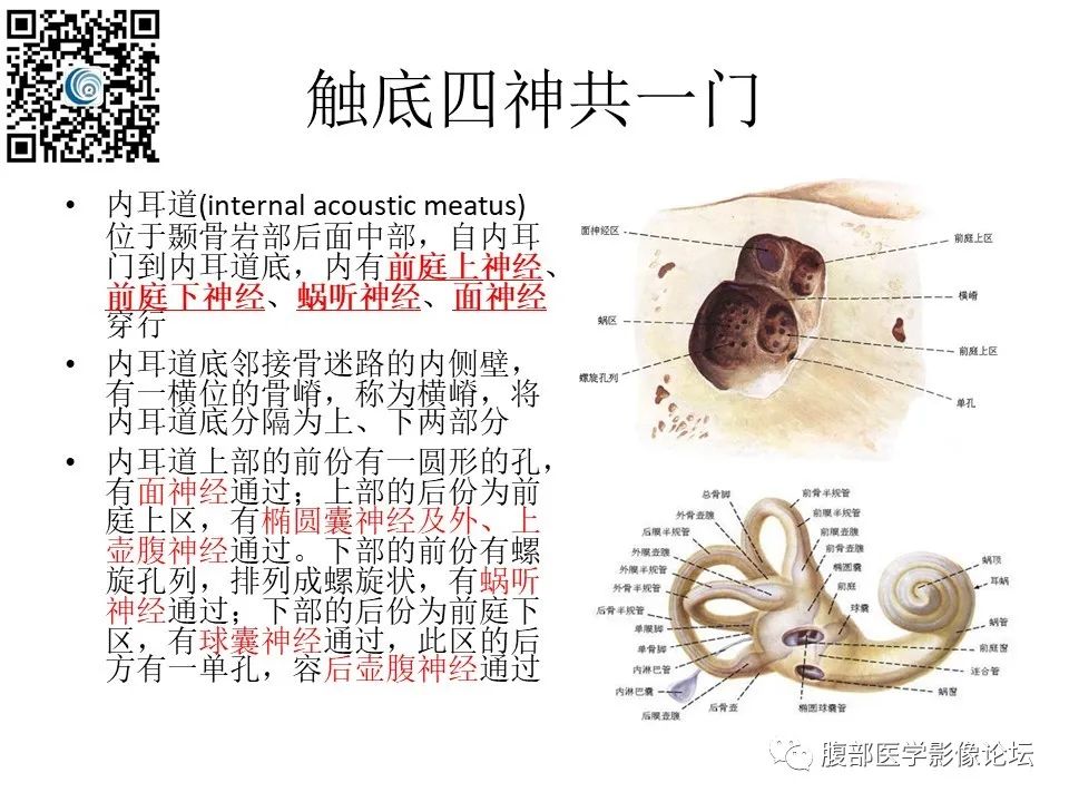影像PPT - 【PPT】颅骨颅底系列之触底四神共一门-2