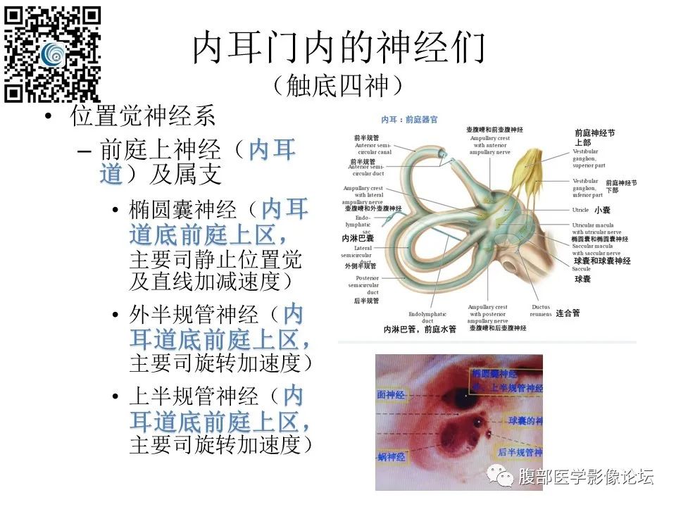 影像PPT - 【PPT】颅骨颅底系列之触底四神共一门-5