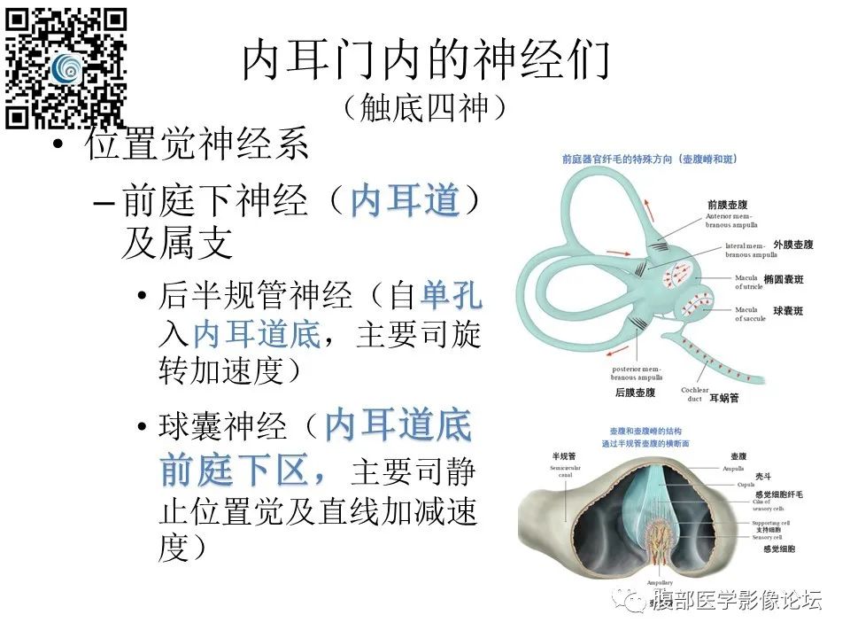 影像PPT - 【PPT】颅骨颅底系列之触底四神共一门-6
