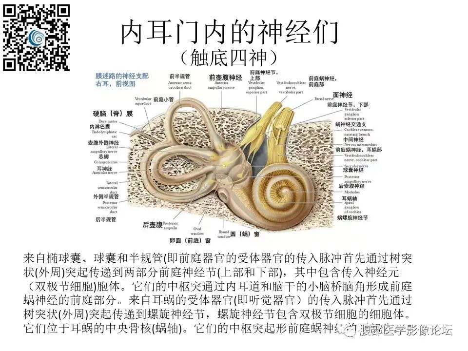 影像PPT - 【PPT】颅骨颅底系列之触底四神共一门-8