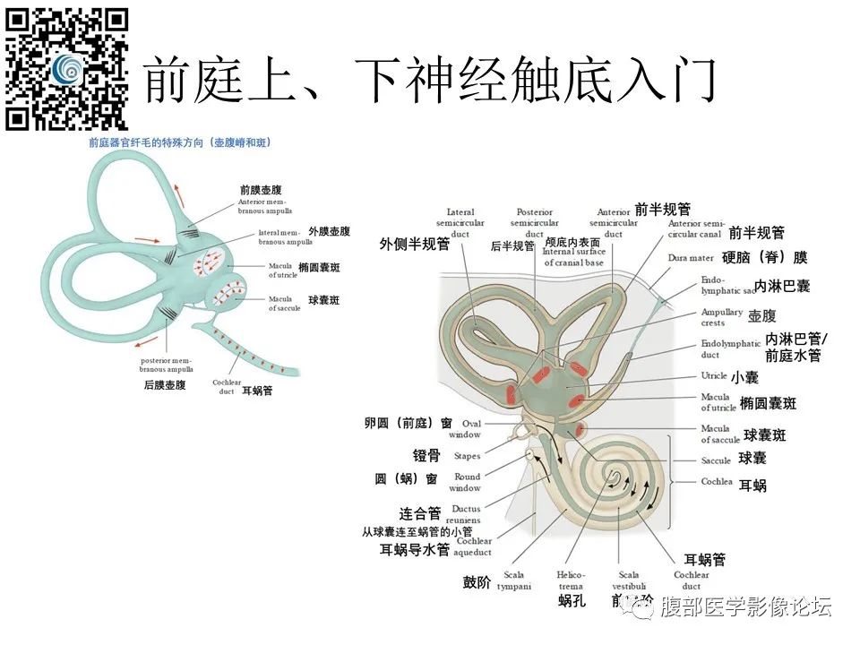 影像PPT - 【PPT】颅骨颅底系列之触底四神共一门-14
