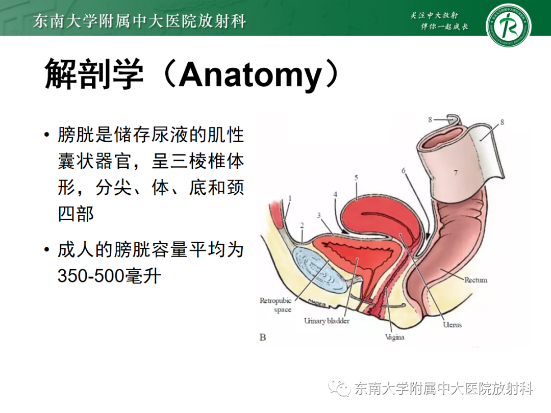 影像PPT - 【PPT】膀胱癌诊断与鉴别诊断-7