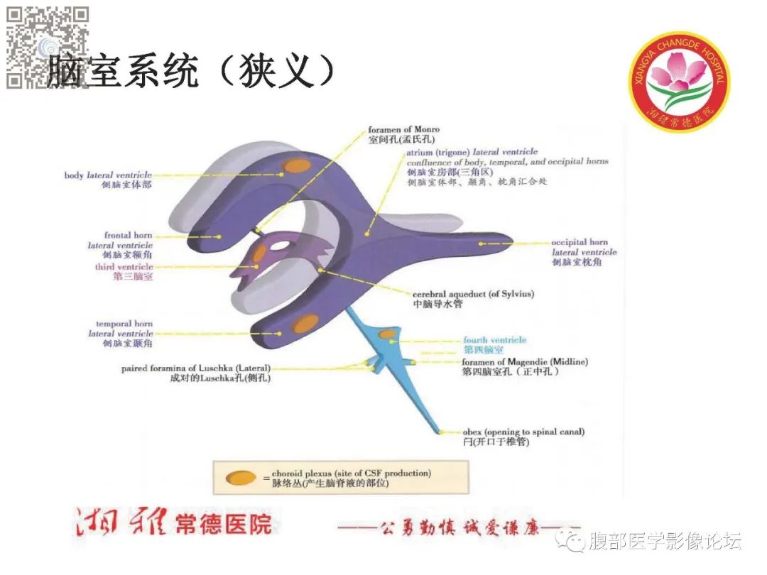 影像PPT - 【PPT】脑中线结构区域解剖及病变影像-11