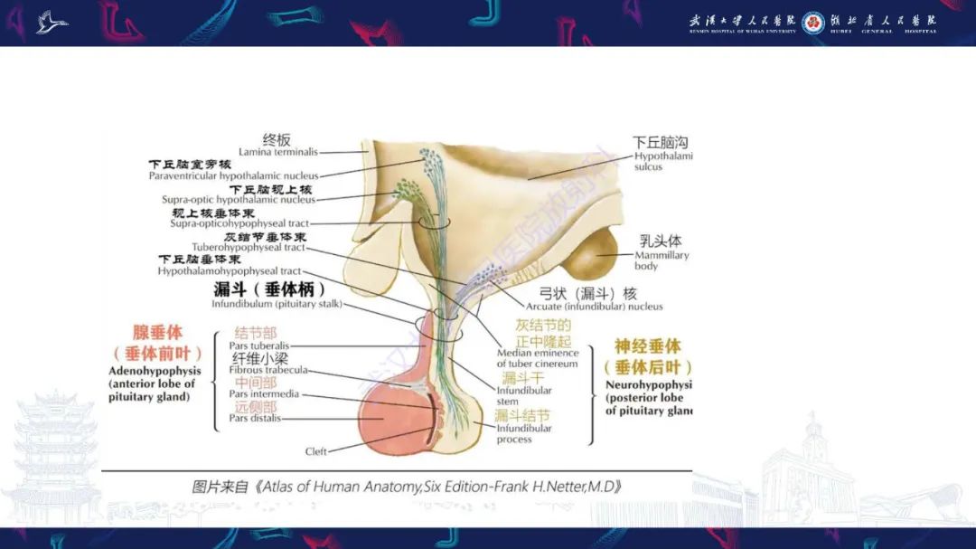 影像PPT - 【PPT】儿童鞍区病变磁共振诊断-6