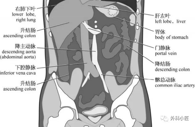 影像PPT - 46组对比图带你完全掌握腹部影像解剖-121 影像PPT - 46组对比图带你完全掌握腹部影像解剖-121