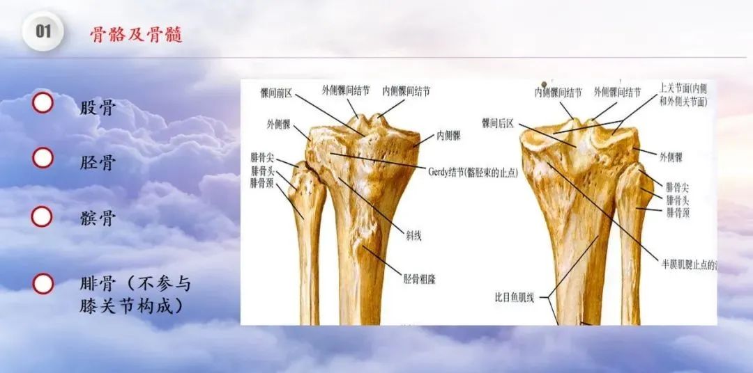 影像PPT - 【PPT】膝关节正常解剖及MR信号特点-6