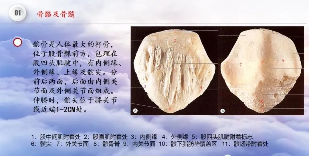影像PPT - 【PPT】膝关节正常解剖及MR信号特点-7