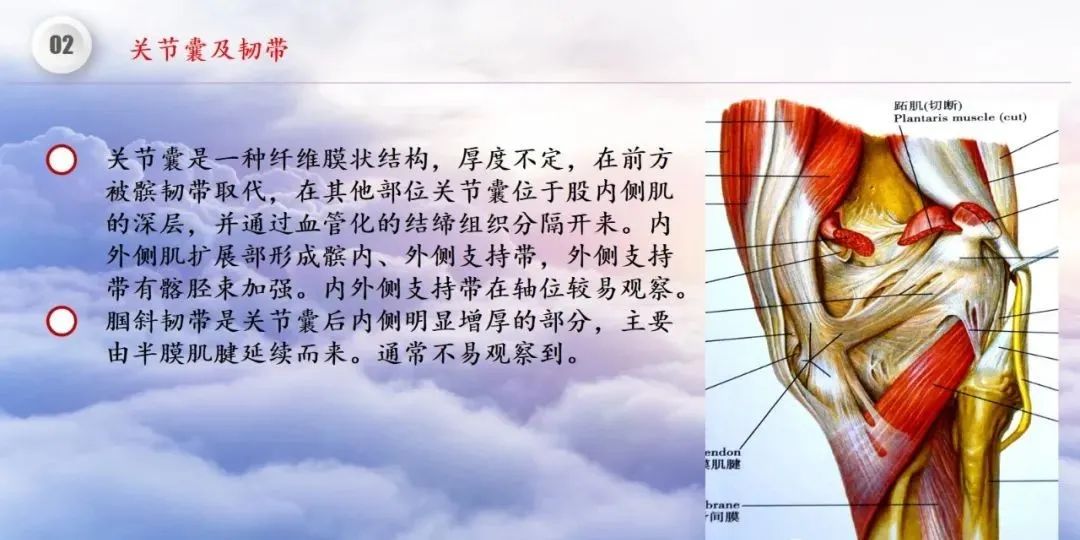 影像PPT - 【PPT】膝关节正常解剖及MR信号特点-15