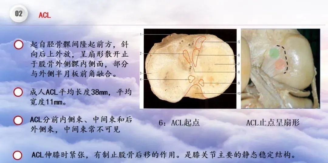 影像PPT - 【PPT】膝关节正常解剖及MR信号特点-19