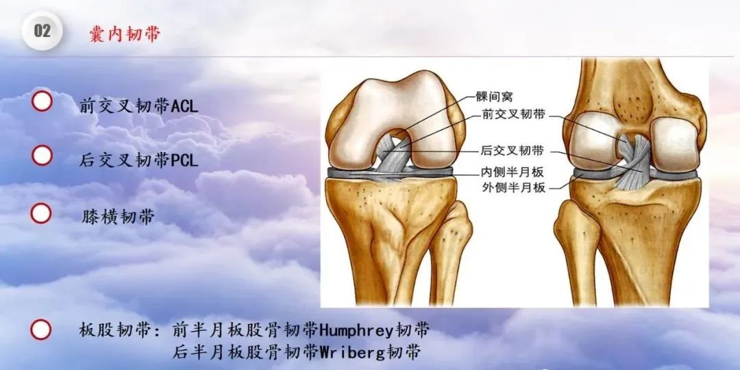 影像PPT - 【PPT】膝关节正常解剖及MR信号特点-18