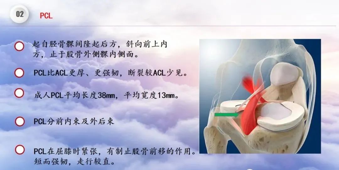 影像PPT - 【PPT】膝关节正常解剖及MR信号特点-21