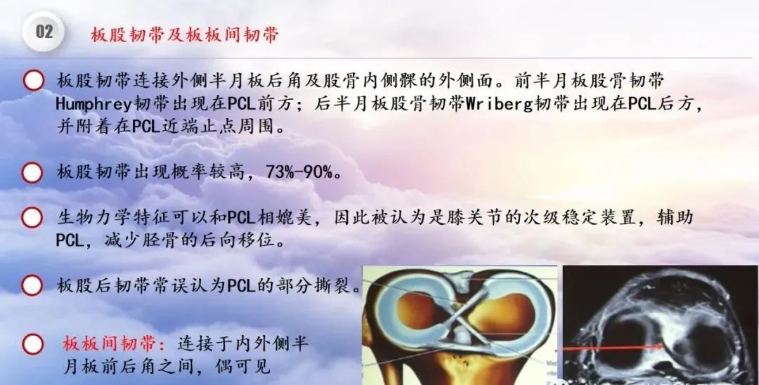 影像PPT - 【PPT】膝关节正常解剖及MR信号特点-24