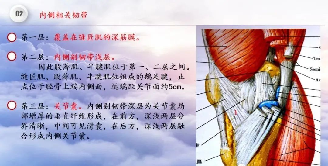 影像PPT - 【PPT】膝关节正常解剖及MR信号特点-26