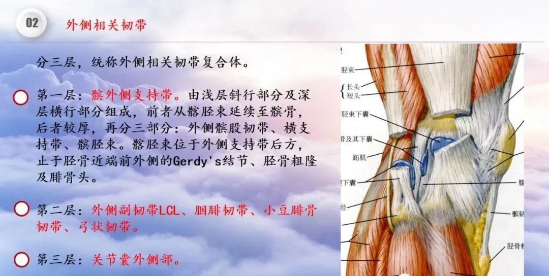 影像PPT - 【PPT】膝关节正常解剖及MR信号特点-29