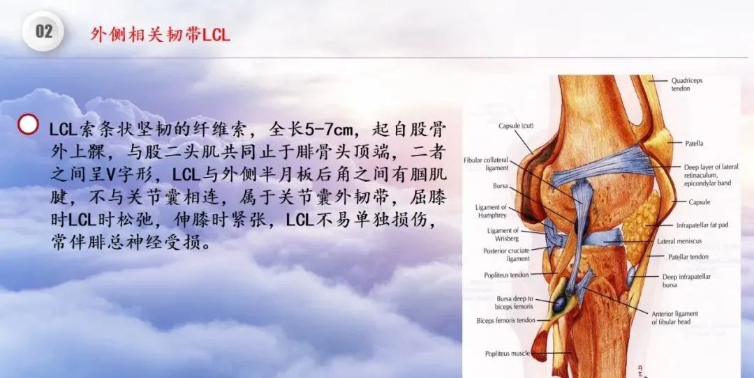 影像PPT - 【PPT】膝关节正常解剖及MR信号特点-30