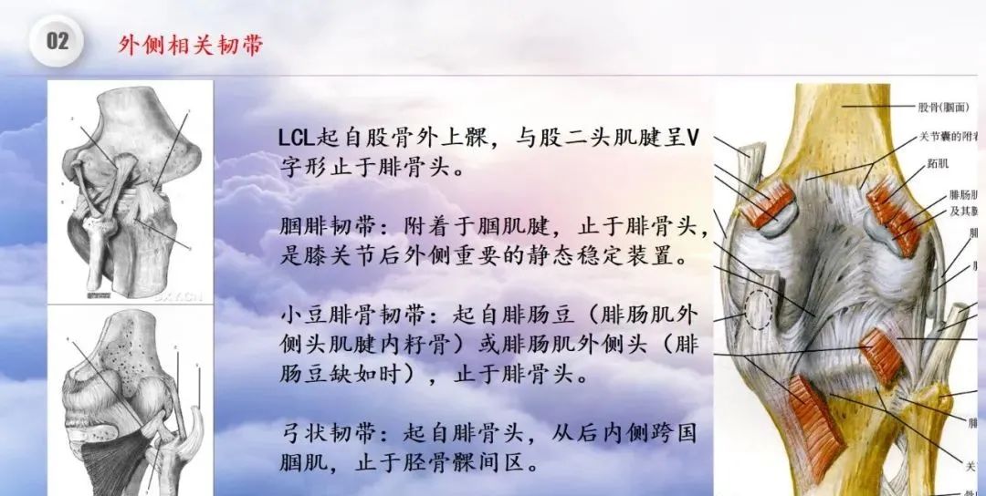 影像PPT - 【PPT】膝关节正常解剖及MR信号特点-31