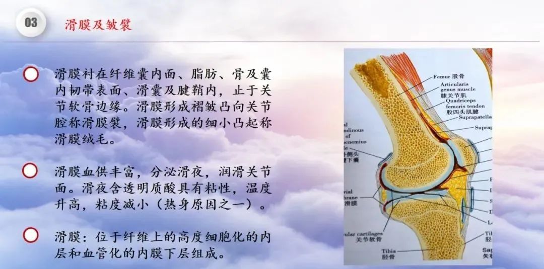 影像PPT - 【PPT】膝关节正常解剖及MR信号特点-34