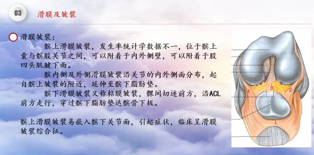 影像PPT - 【PPT】膝关节正常解剖及MR信号特点-36