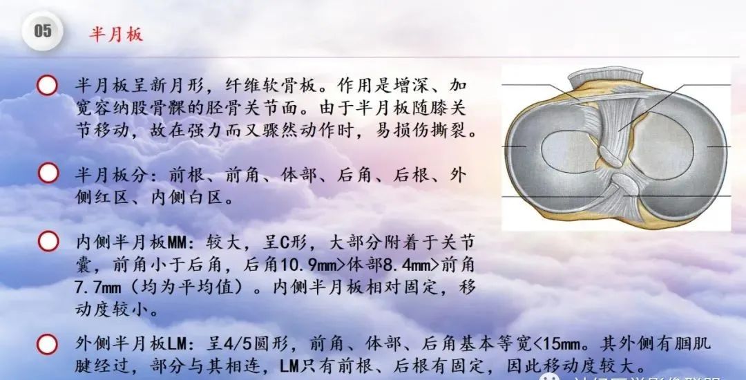 影像PPT - 【PPT】膝关节正常解剖及MR信号特点-41