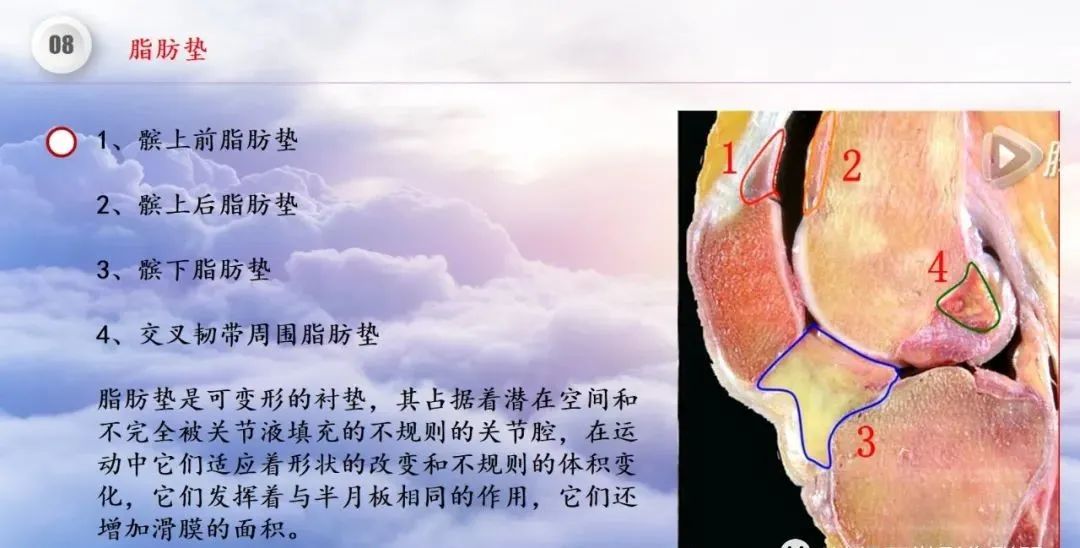 影像PPT - 【PPT】膝关节正常解剖及MR信号特点-56