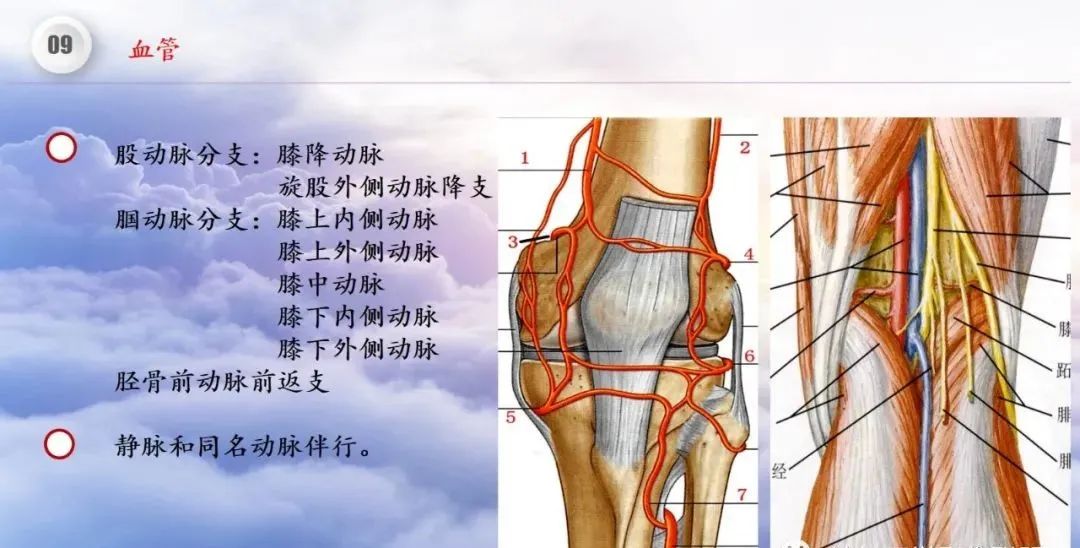 影像PPT - 【PPT】膝关节正常解剖及MR信号特点-58