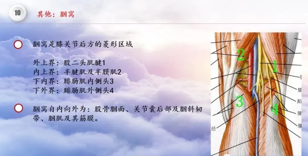 影像PPT - 【PPT】膝关节正常解剖及MR信号特点-60