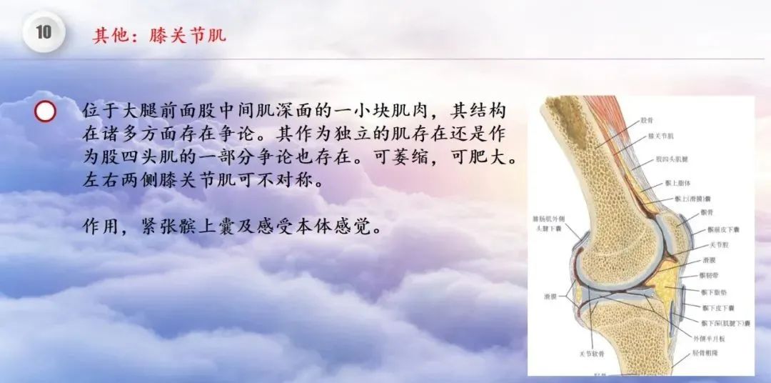 影像PPT - 【PPT】膝关节正常解剖及MR信号特点-61