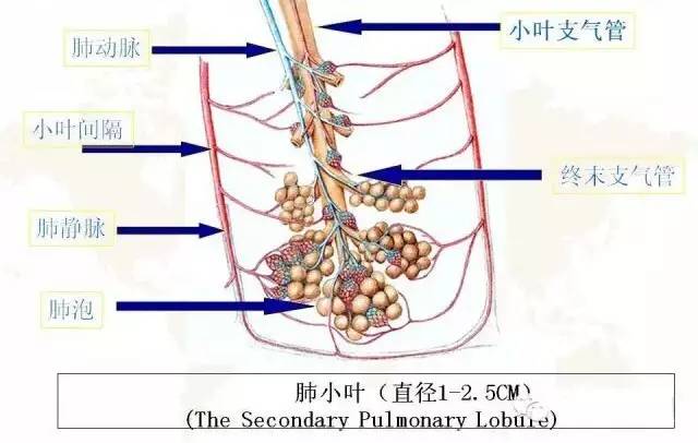 影像PPT - 肺泡解剖结构及肺气肿CT分型-2