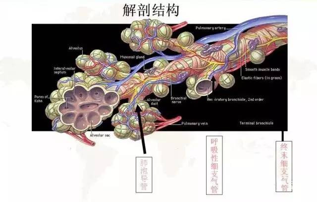 影像PPT - 肺泡解剖结构及肺气肿CT分型-1