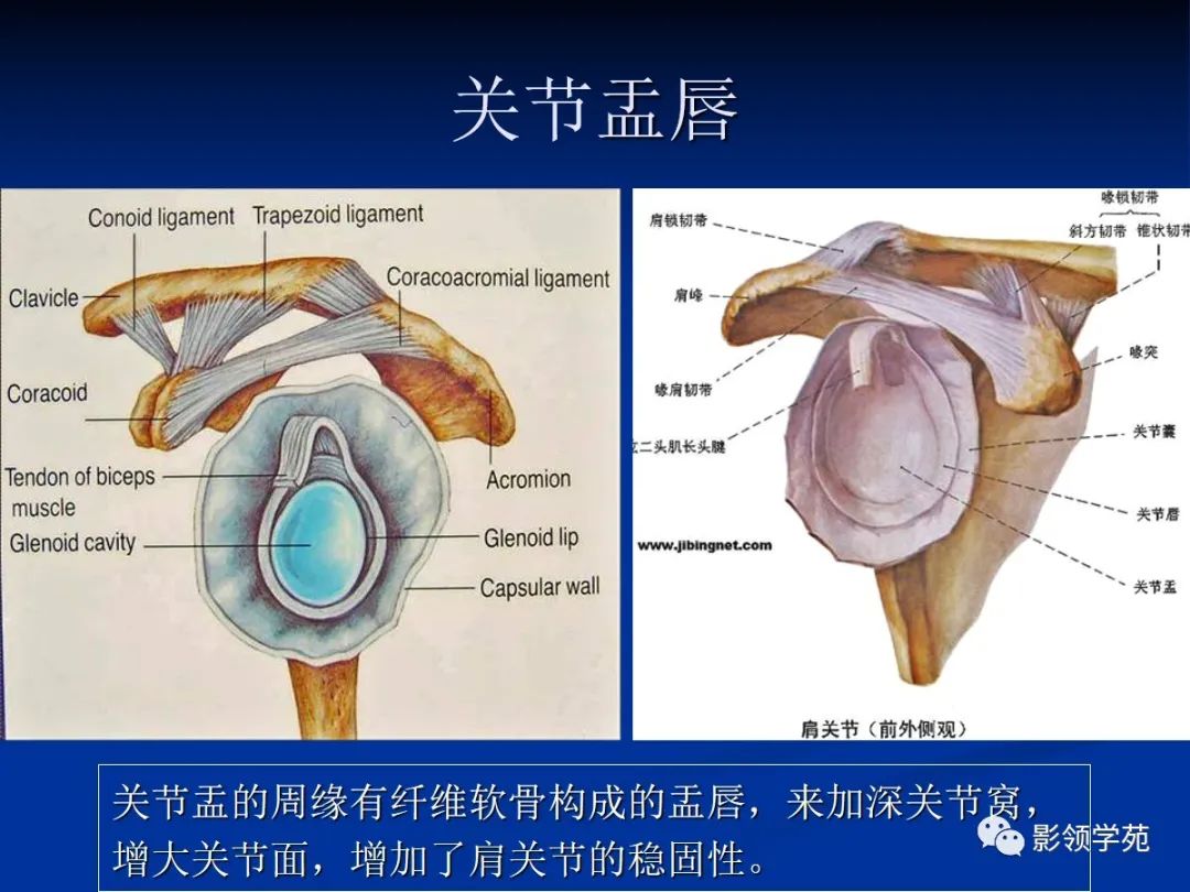 影像PPT - 肩袖解剖及损伤的临床及MRI诊断-1 影像PPT - 肩袖解剖及损伤的临床及MRI诊断-1