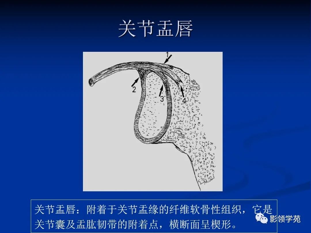 影像PPT - 肩袖解剖及损伤的临床及MRI诊断-2 影像PPT - 肩袖解剖及损伤的临床及MRI诊断-2