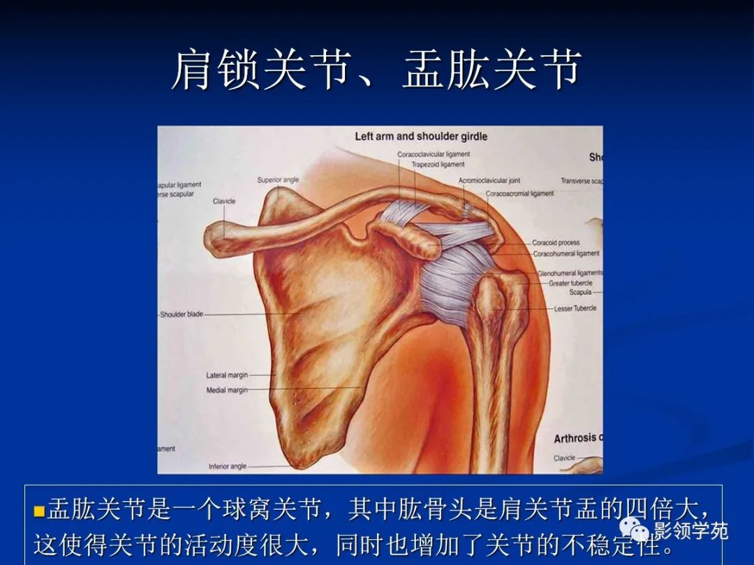 影像PPT - 肩袖解剖及损伤的临床及MRI诊断-24 影像PPT - 肩袖解剖及损伤的临床及MRI诊断-24
