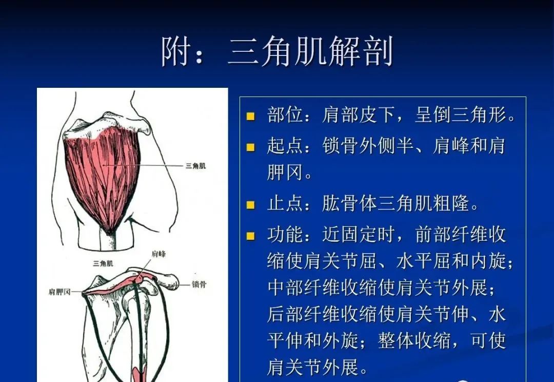 影像PPT - 肩袖解剖及损伤的临床及MRI诊断-38 影像PPT - 肩袖解剖及损伤的临床及MRI诊断-38